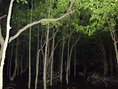 夜のマングローブ林はちょっと不気味・・・